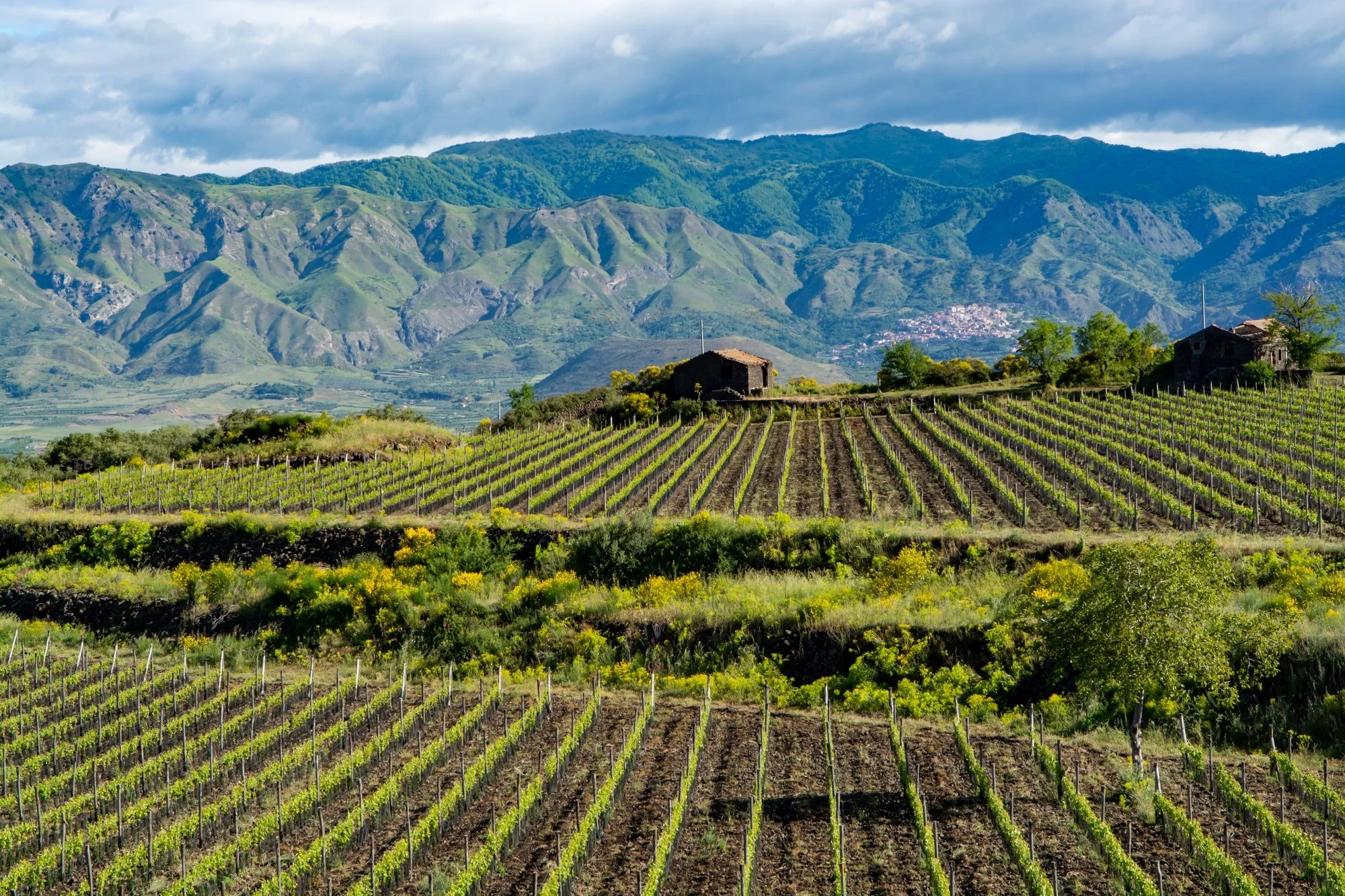 Savoring Sicily: A Journey Through Island Wines