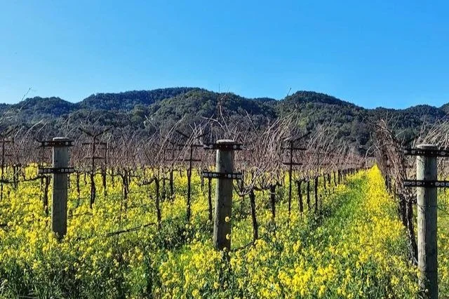 Ad Vivum’s Stunning Napa Cabs Direct from the Winery
