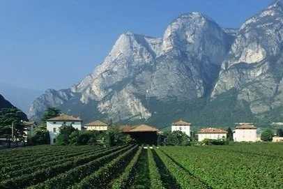 Foradori Brings Out the Best in Italian Alpine Grape Teroldego