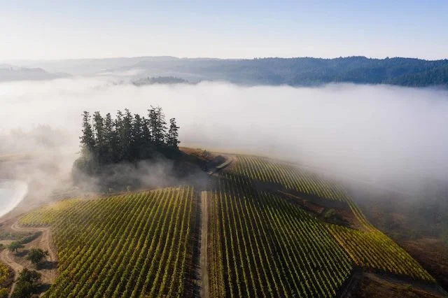 California Vineyards Fog 1.jpg