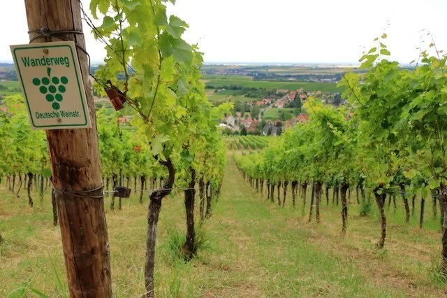 The Power of Terroir: Alsatian, German, &amp; Austrian Whites You Need to Try