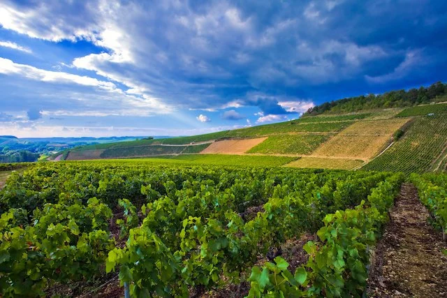 Read on the trail blog '1er Cru Chablis Values with Pedigree from Agnes Gleizes'