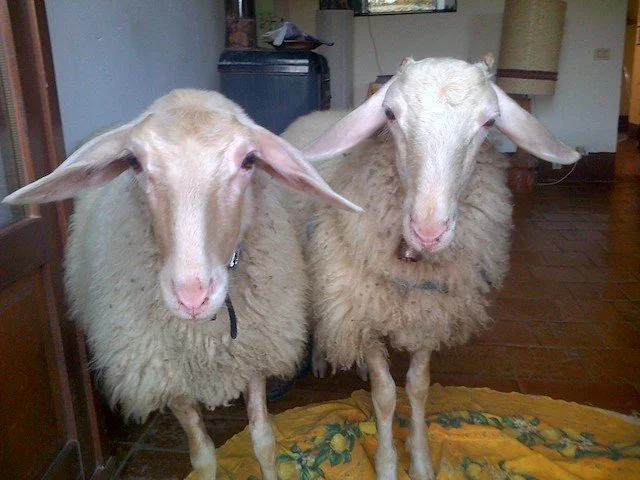 gregory pec and emily copy.jpg