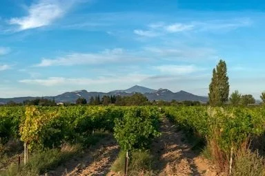 Southern Rhône Shines for Summer Reds