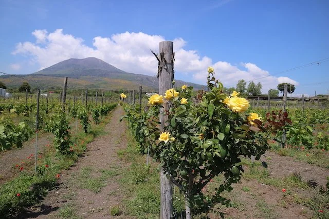 Campania: Where Volcanoes, Gods, and Ancient Vines Meet