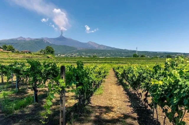 Read on the trail blog 'Summer Wines, Italian Style'