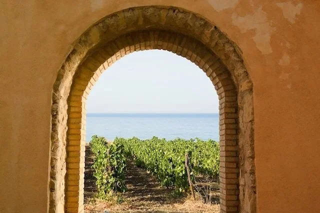 Newsletter: Wines of the Mediterranean