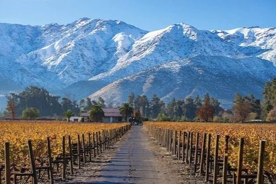 High-Altitude Bordeaux Blends from South America