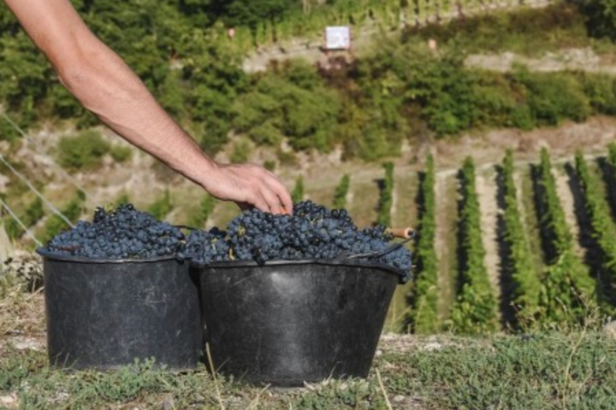 An Abundance of Côtes du Rhône