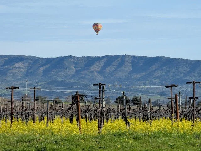 Affordable, World-Class, 97-99-Point Napa Cabs (Yeah, You Read That Right!)