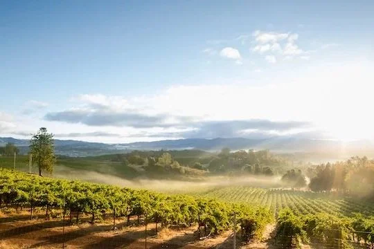 Domestic Wines to Know
