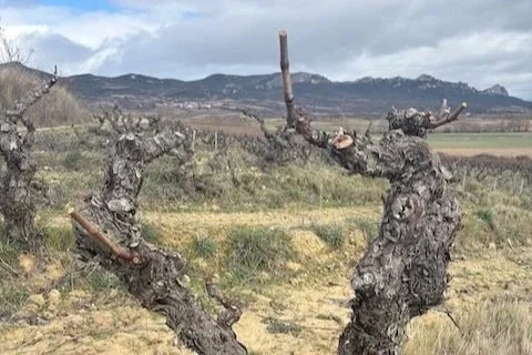 A Tale of Two Riojas: Modern vs. Classic