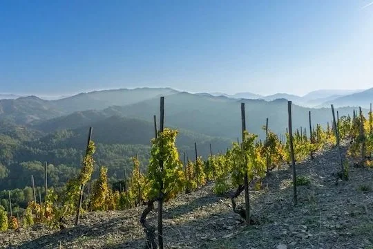 Spain’s Roots Run Deep with Garnacha