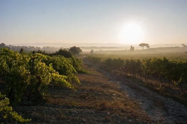 Two Generations of Patos Making Benchmark Wines in Bairrada