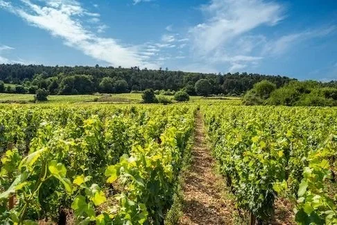 Checking in on 2023 Burgundy: Abundance for Enjoyment 