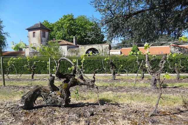 Muscadet: The Chablis of the Loire 