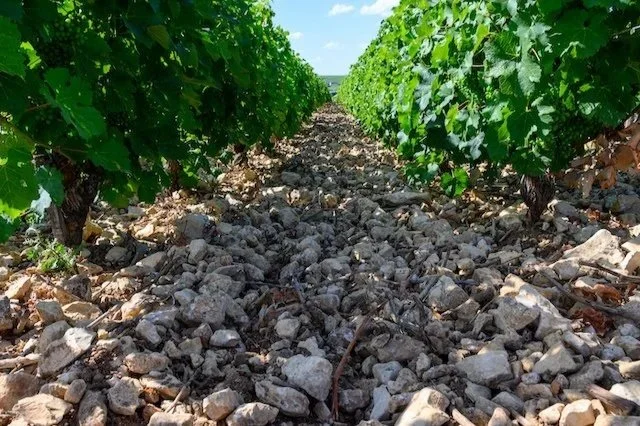 The Loire Valley: Cabernet Franc, Sauvignon Blanc, and the Wines That Define the Region