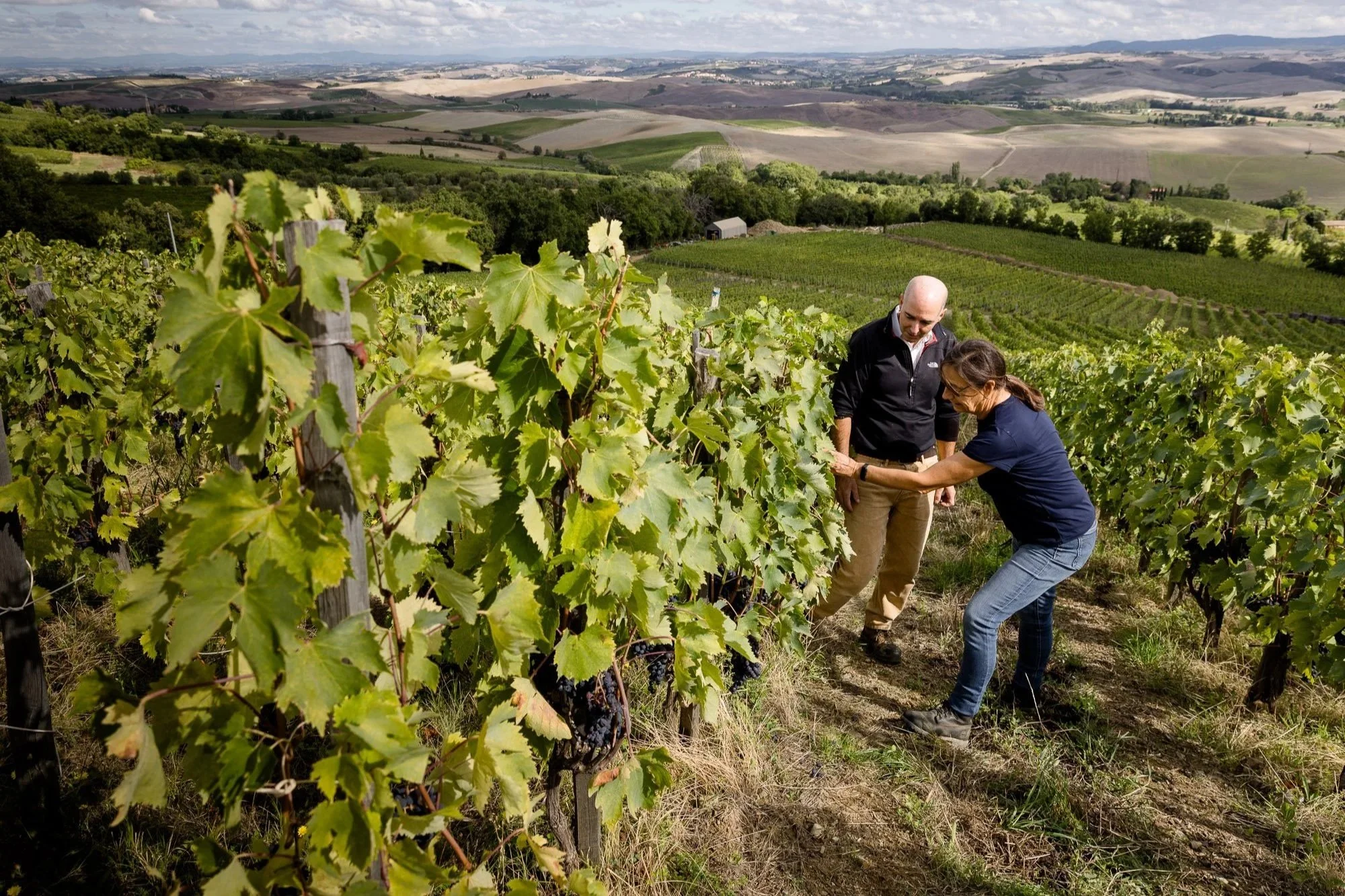 Cerbaiona Joins K&amp;L Direct Imports: A Cult Brunello di Montalcino Producer