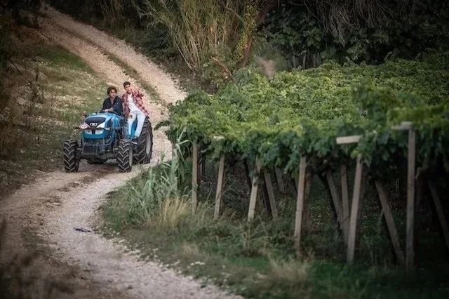 Discover Tenute Inverso: A K&amp;L Exclusive from Abruzzo, Italy