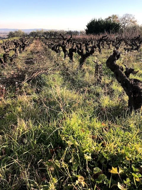 Mas_de_Libian_Vineyard.jpg