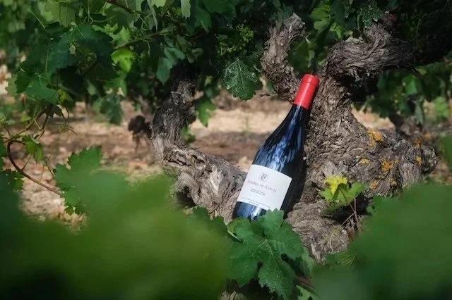 Read on the trail blog 'Introducing Dominio de Atauta: Our Newest Spanish Direct Import'
