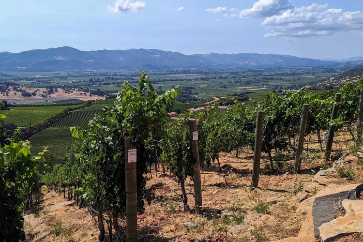 2023 Napa Valley: A Vintage for the Ages
