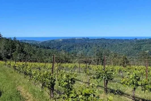 Read on the trail blog 'A Trip to the Ultra-Cool California Coast: A Buyer’s Guide to Cool-Climate Wines '
