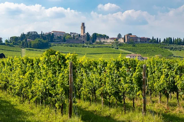 Giuseppe Quintarelli – A Legacy Bottled in Time