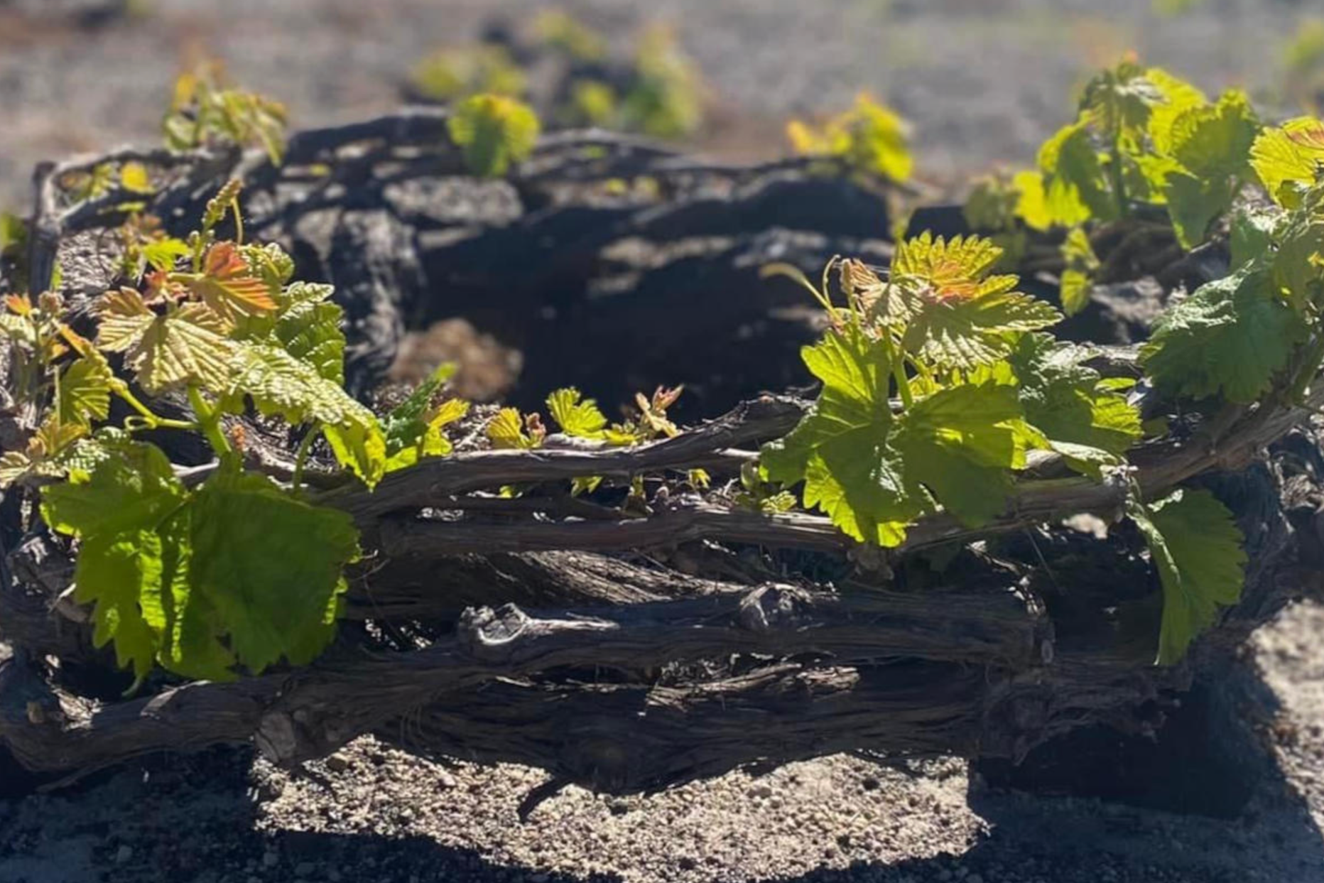 A Greek Odyssey: Wines Worth the Journey