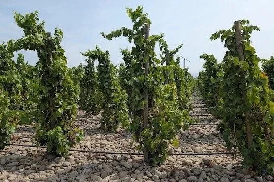 Washington State Wine’s Old Guard Still Holding Court