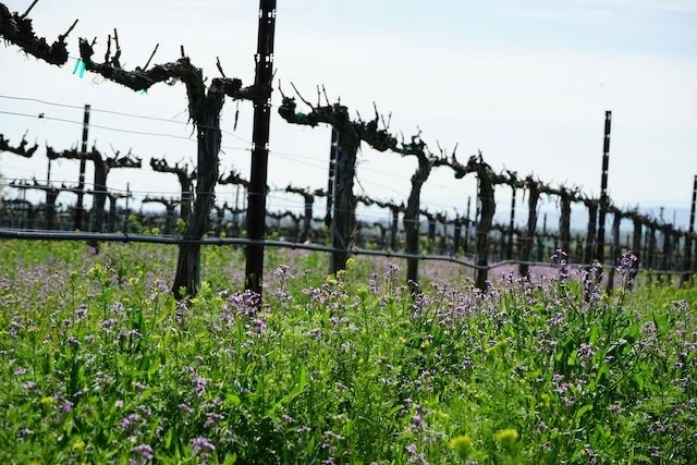 tmw_schmidt_vineyard_3_1024.jpg