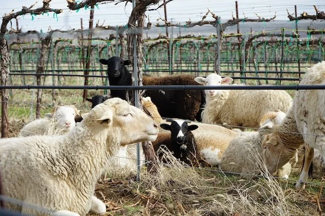 tmw_sheep_1024.jpg