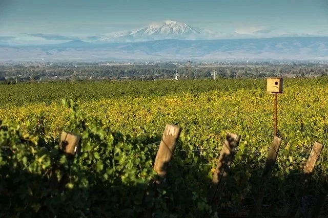97 Points and $24.95: Two Mountain Winery