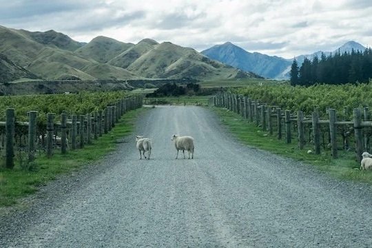 New Zealand Pinot Noir: Martinborough, Marlborough, and Central Otago