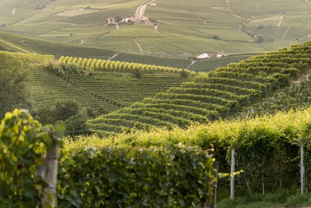 Italian vineyard in Piedmont