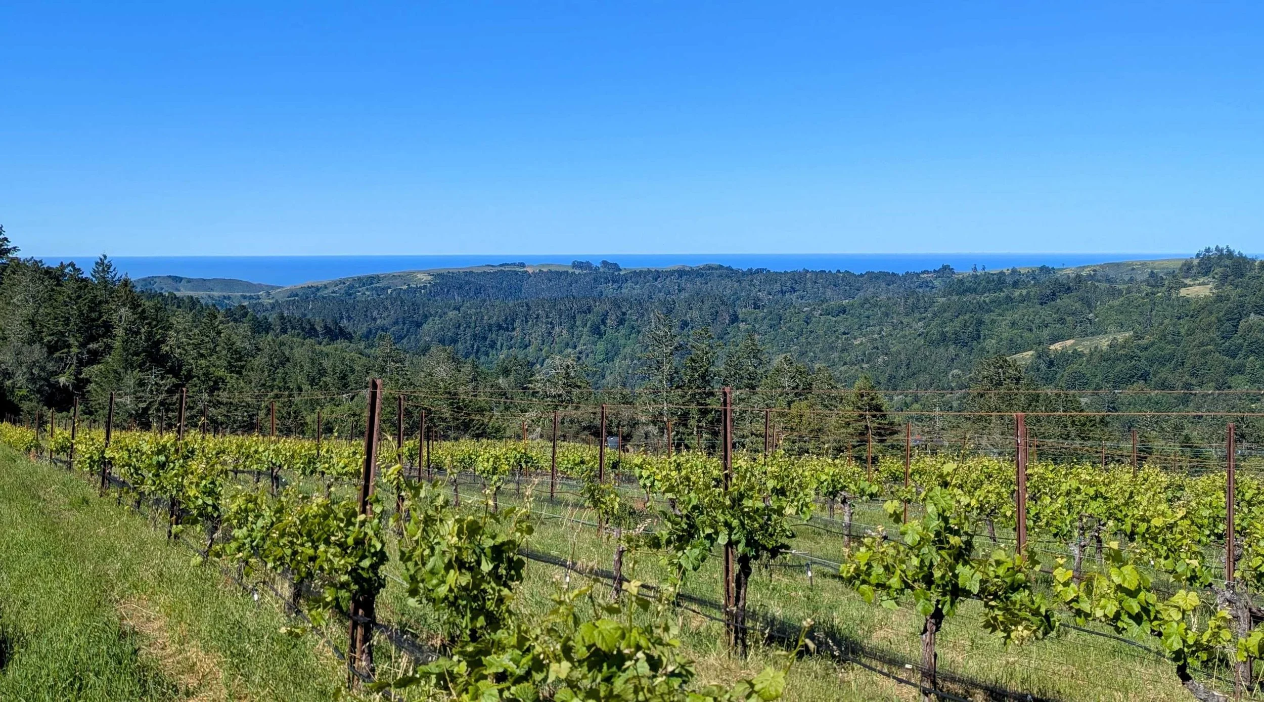Cobb vineyard on the Sonoma Coast looking out to Bodega Bay.