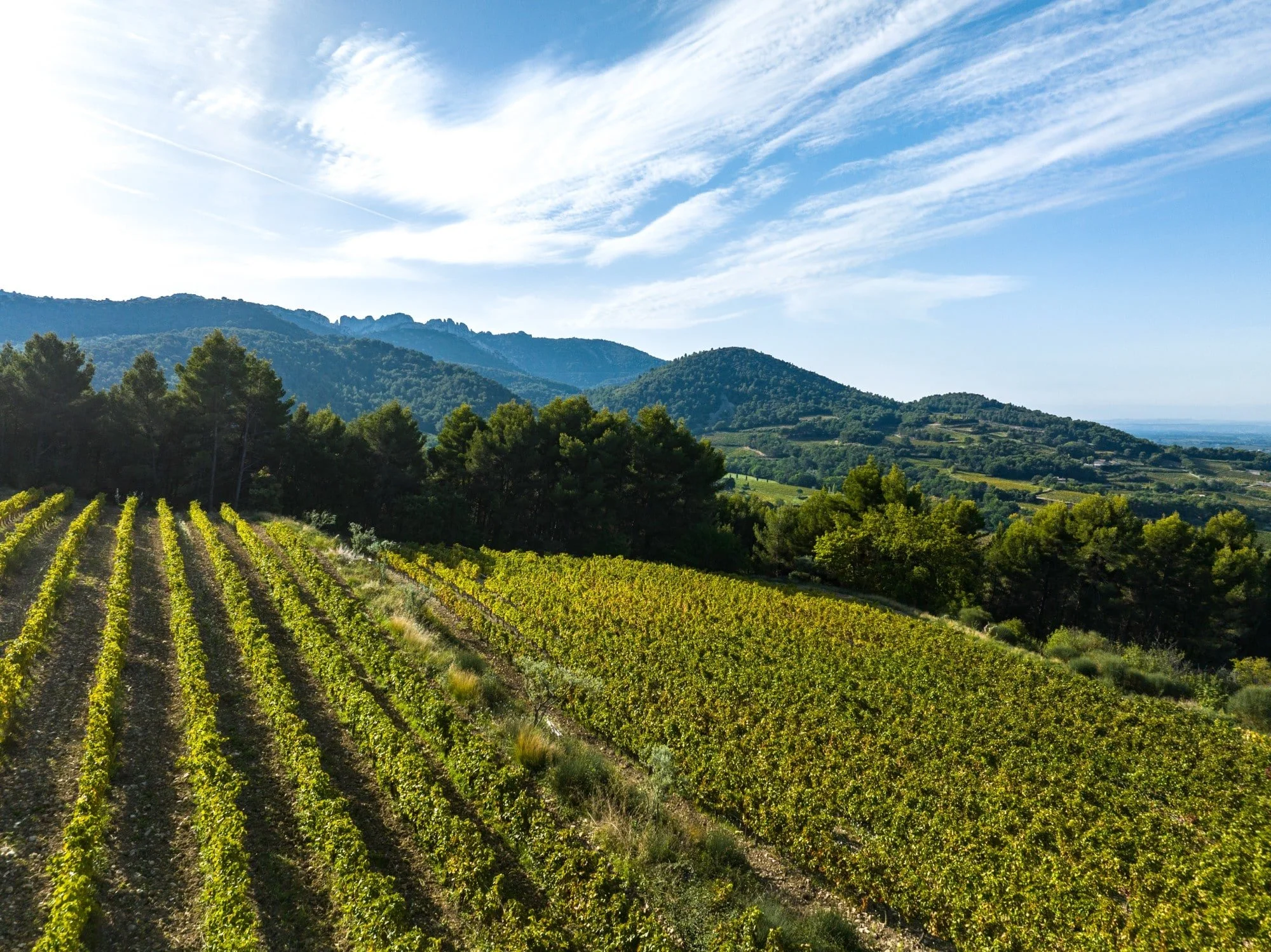 Domaine de Verquière: Four Generations of Southern Rhône Charm