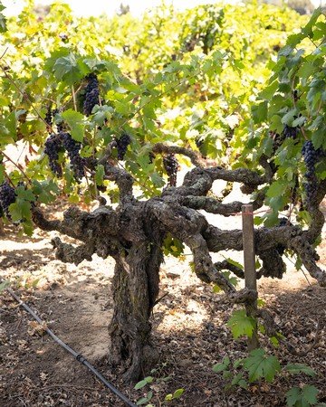 130-year old Zinfandel vines in Lodi, California.