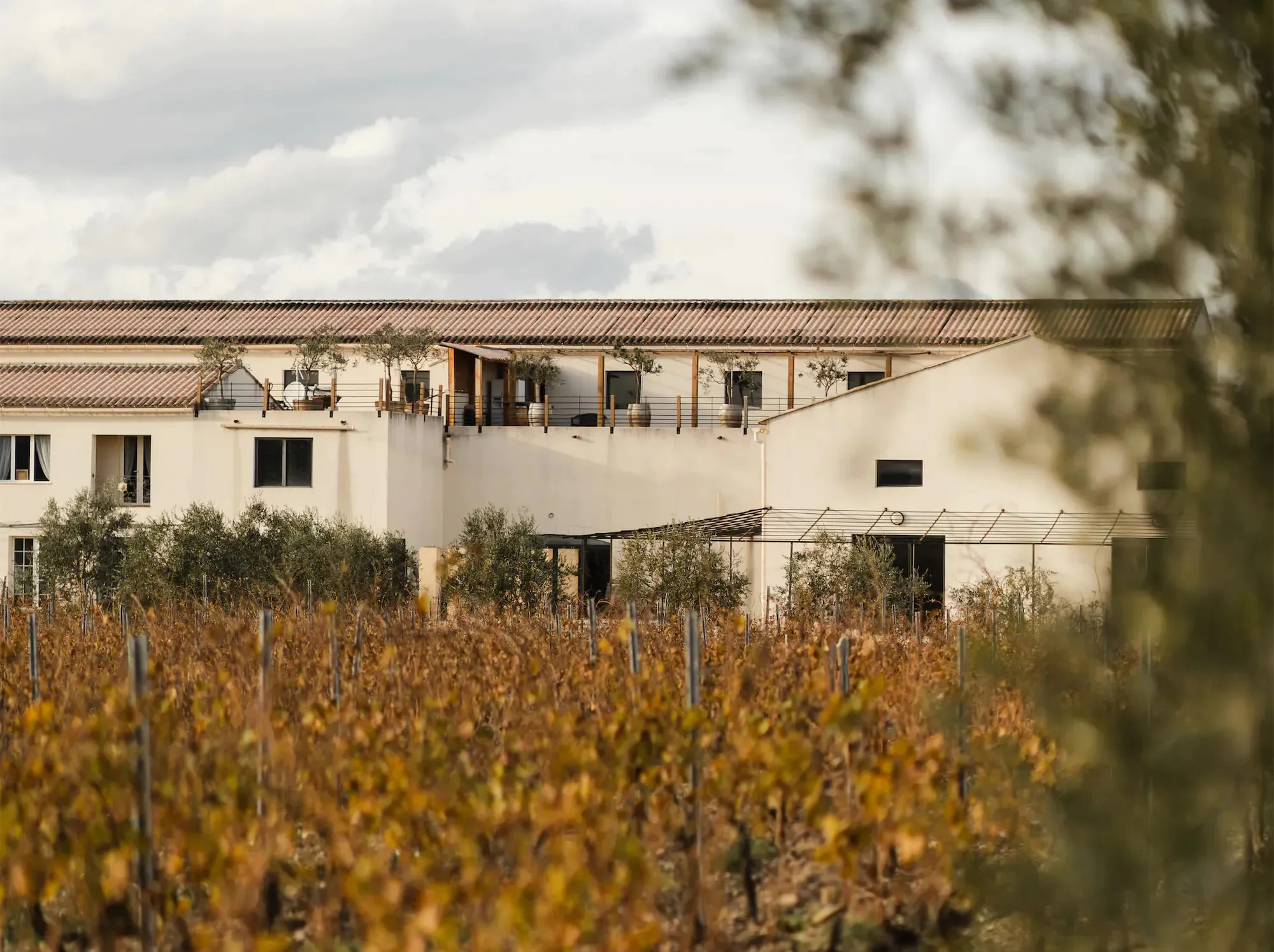 Domaine Benedetti: Southern Rhône Purity Since 1930