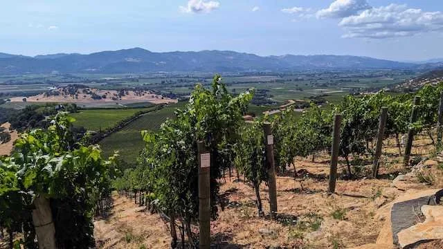Leopoldina Vineyard in Napa Valley produces fruit for Turnbull's exceptions Cabernet Sauvignon