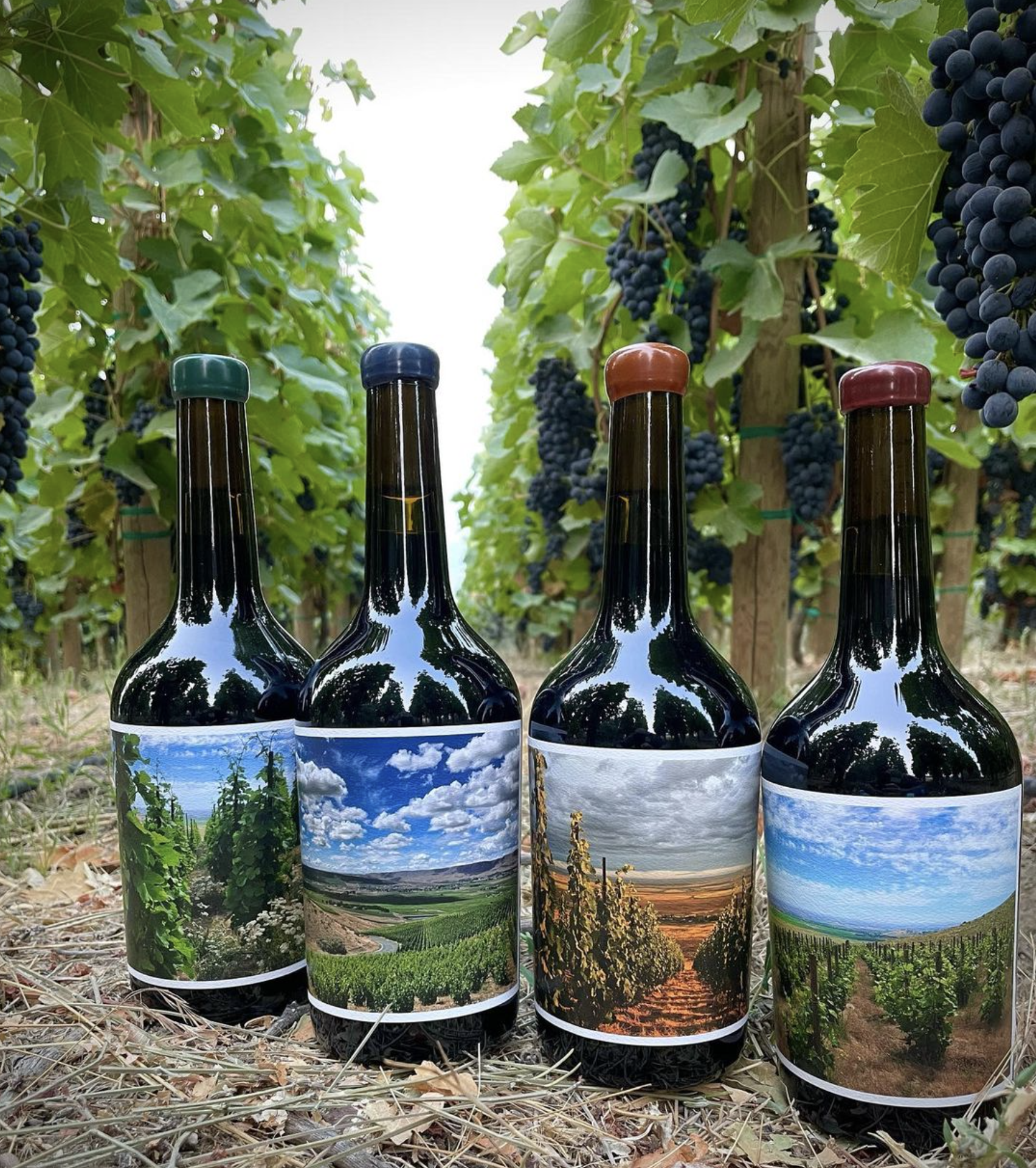 4 bottles of WeatherEye wine among the vines. Ripe grapes hanging in the background.