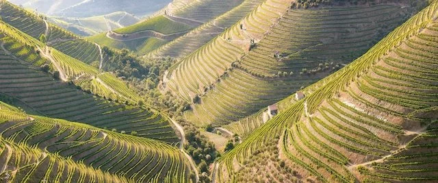 The ancient terraced vineyards of Portugal's Douro Valley—a UNESCO World Heritage site and one of Europe's oldest and most dramatic wine regions