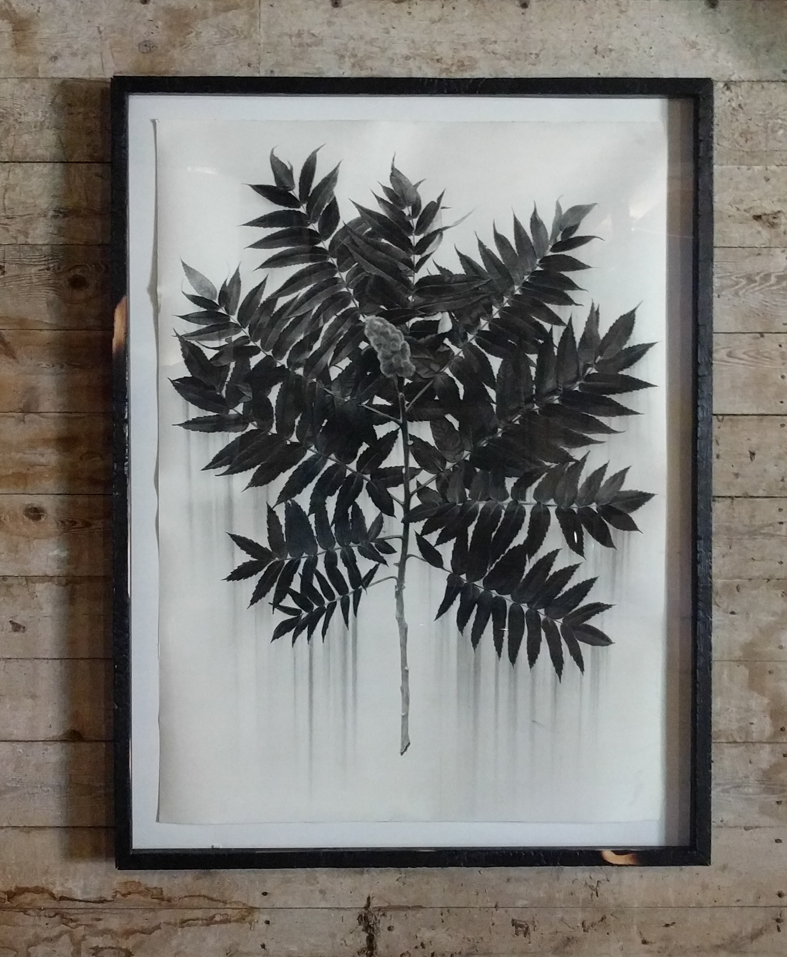 Sumac, charcoal on paper, 54"X 40" 2017