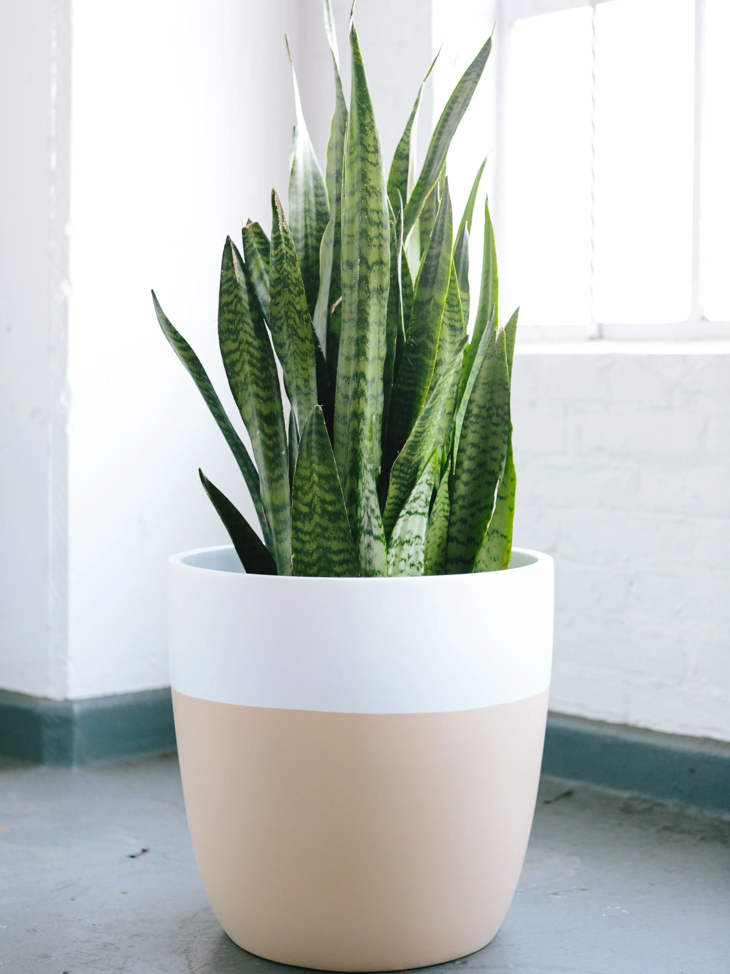 Snake Plant