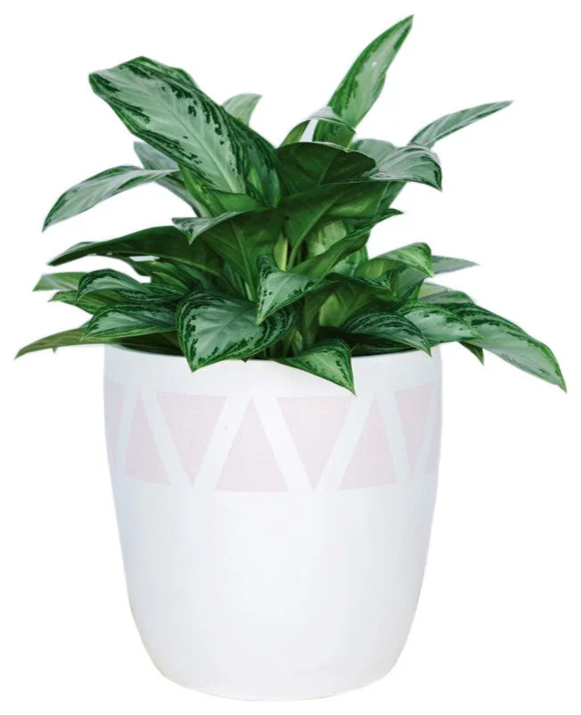 contemporary-outdoor-pots-and-planters-7.jpg