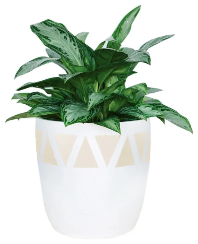 contemporary-outdoor-pots-and-planters.jpg