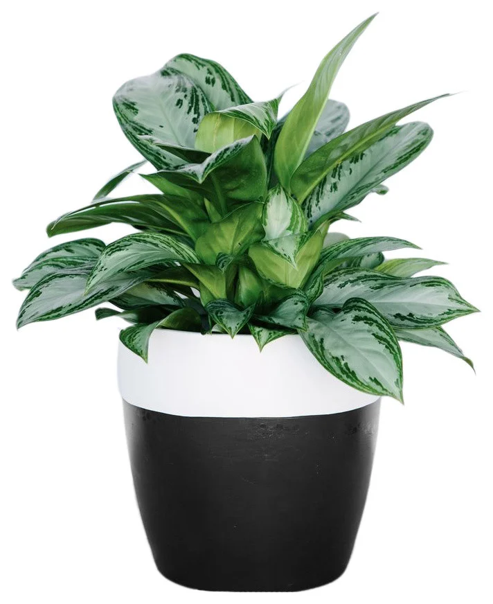 contemporary-outdoor-pots-and-planters-5.jpg