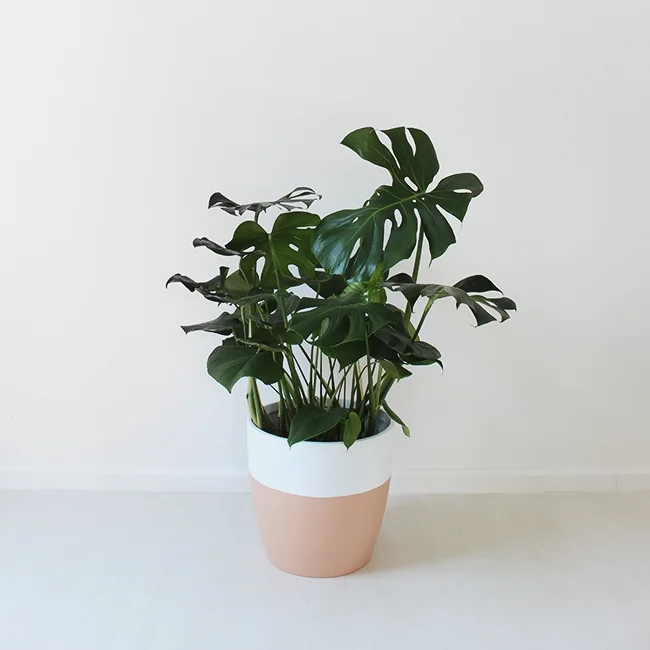 the-it-girls-of-house-plants.jpg