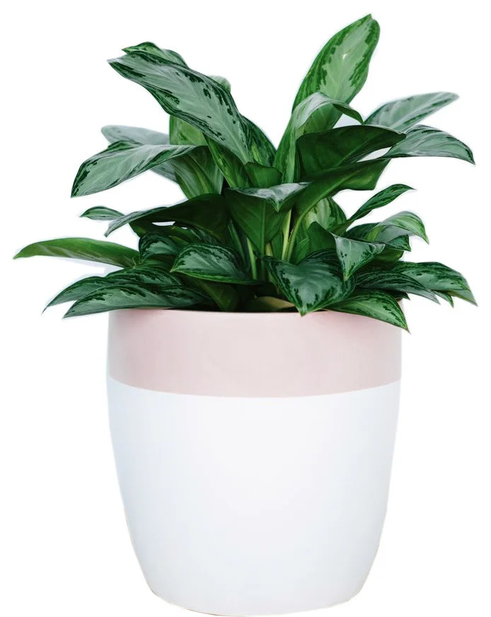 contemporary-outdoor-pots-and-planters-6 copy 2.jpg