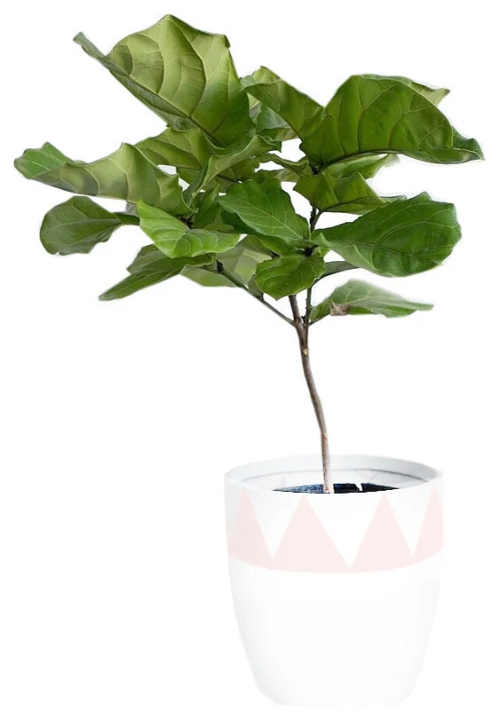 contemporary-outdoor-pots-and-planters-5.jpg